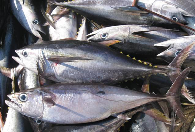 金槍魚(yú).jpg